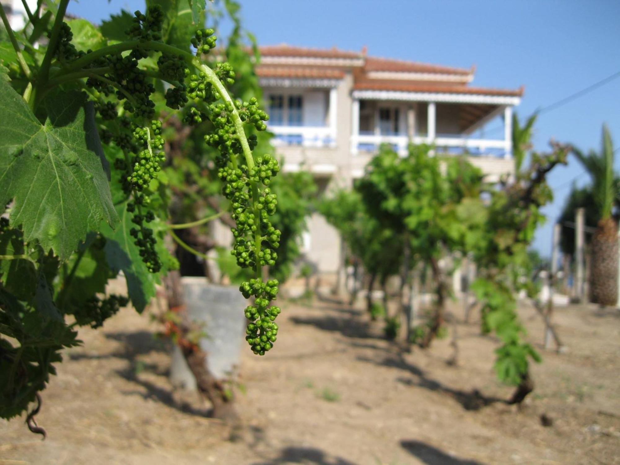 Alex - Nancy Apartments - Zaga Beach Koroni  Exterior foto